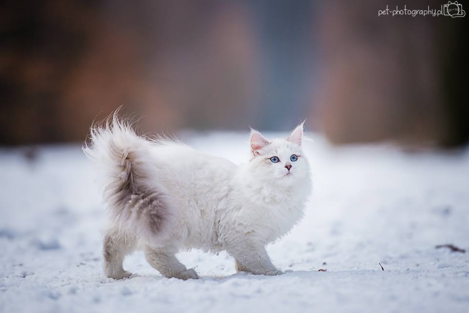 Siberian Cat Italy - The Club
